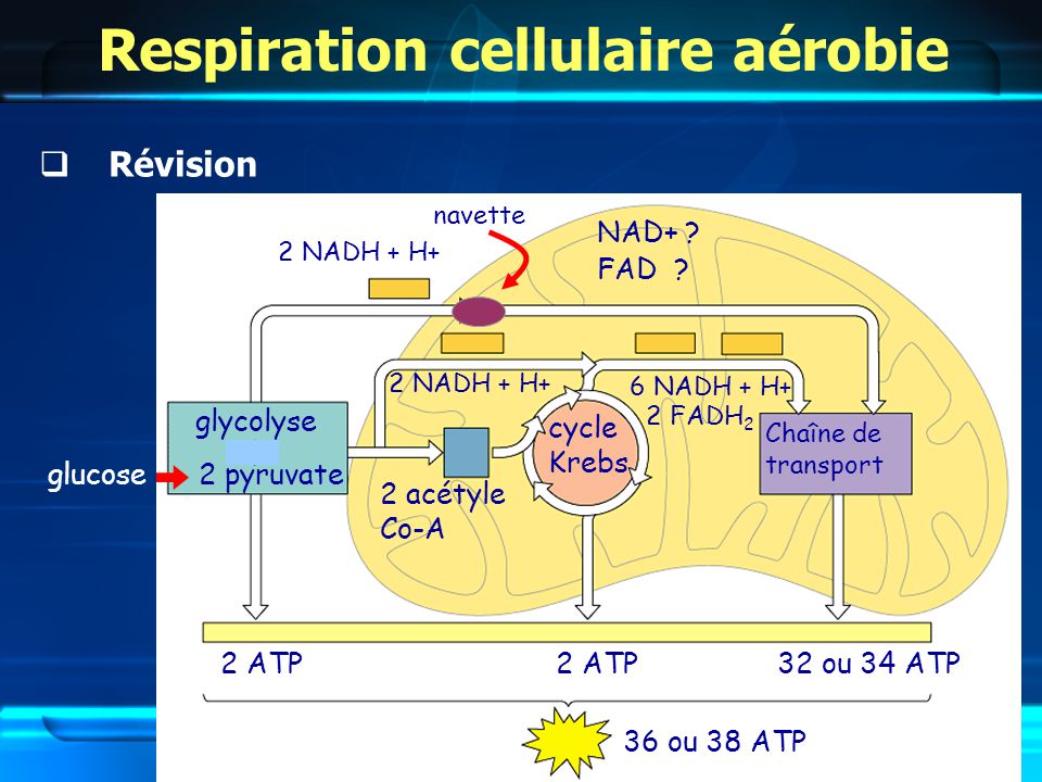 respiration cellulaire anaérobie